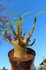 Adenium obesum Wüstenrose Caudex verzweigt Baobab Nr 156