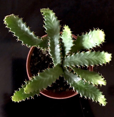 Euphorbia stellata caudex - euphorbia,