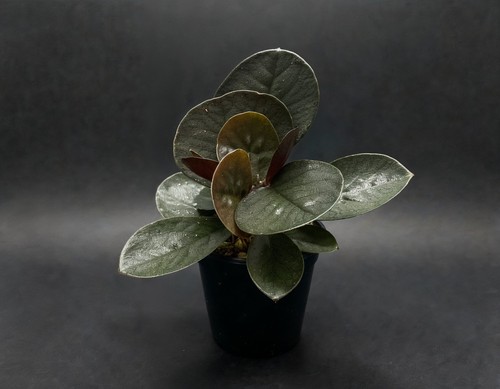 Natureholic labisia ace of - natureholic, sp.