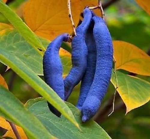 Winterharte blaugurke - winterharte,