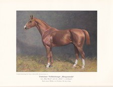 Zuchtpferd Trakehner "Morgenstrahl" Farbdruck 1925 Reprint