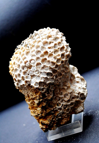Fossilien korallen und - korallen,