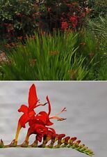 rote Montbretien schnellwüchsige Pflanzen im für den Garten Set Sortiment