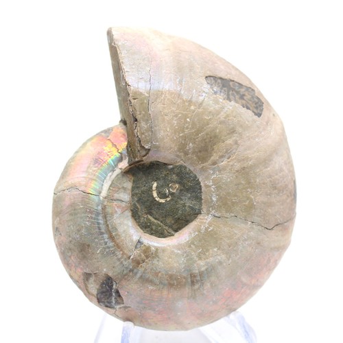 Spécimen ammonite entre - spécimen, :