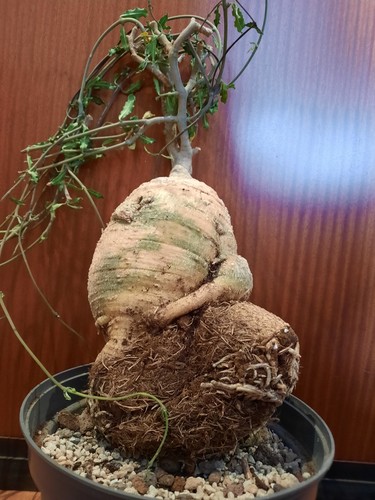 Fockea edulis xxl mit - edulis,