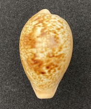 Cypraea achatina inopinata aus eigener Sammlung #154 Kräftige Färbung