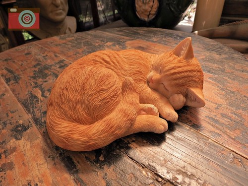 Schlafende ingwer katze - ingwer,