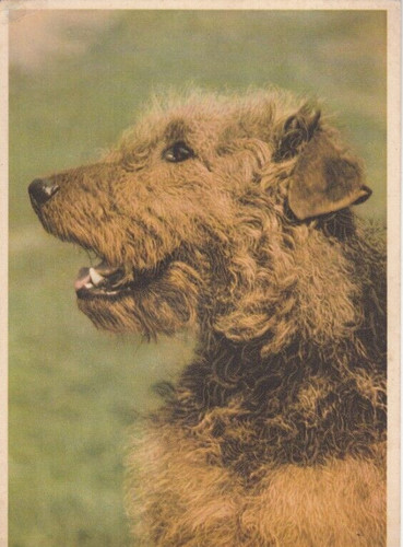 Airedale terrier - airedale,