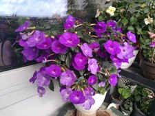 Achimenes (Schiefteller) Pink Violett Dawn 6 Rhizome African Violet, Zimmerpfl.