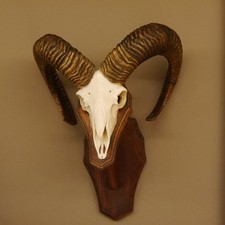 Mufflon (Ovis gmelini musimon) Widder Geweih Schädeltrophäe HL 67 cm 82.1.89