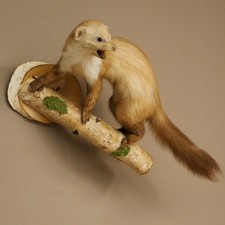 Steinmarder Marder offener