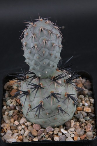 Tephrocactus geometricus - , cv