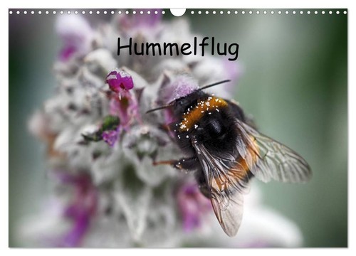Hummelflug wandkalender 2027 - hummelflug, (wandkalender