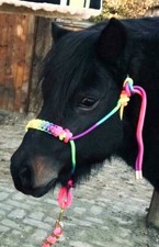 Knotenhalfter Rainbow, Neonfarben, Gr. Pony,Cob und Full *NEU*