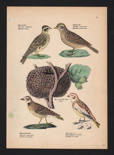1840 lerchen larks - 1840,