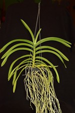 Vanda testacea Orchidee