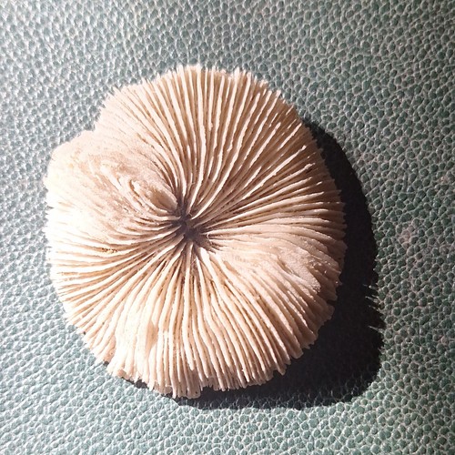 Fossile muschel schnecke rund - fossile,