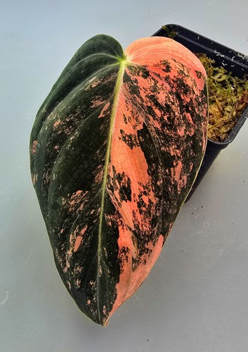 Sehr schöner philodendron - sehr,