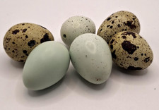 6 blaue natur Wachteleierschalen ausgeblasen Dekoration Basteln Ostern Vogeleier