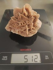 Wüstenrose (Desert Rose) –