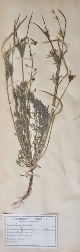 Botanik herbarium blatt xix - botanik,