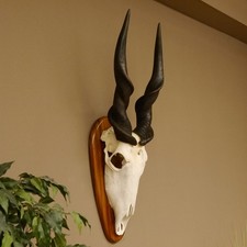 Eland - , oryx)
