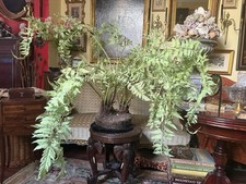 Künstlicher Farn Baumfarn ca 140 cm hoch