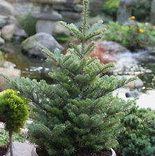 Koreatanne Molli 80-100cm - Abies koreana