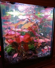 Aquarium Pflanze Roter