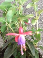 Fuchsia  magellanica , 3 Pflanzen , Fuchsie ,Winterhart 