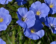 Lein Samen, Linum usitatissimum, Flachs, für Leinöl, Leinen Stoffe, Leinsamen 