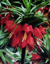 5 Kaiserkronen Fritillaria Imperialis Rubra Blumenzwiebln Lieferbar ab 9.9.