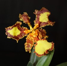 Psychopsis Mariposa 'Three Lips' 01 (papilio x Kalihi)