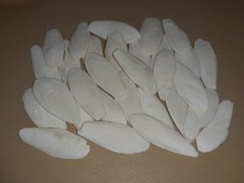 50 Sepiaschalen ( 10 - 12cm /