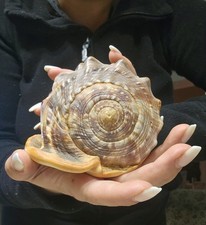 grosse wunderschöne Meeresschnecke Rote Helmschnecke Cypraecassis Rufa Cassis 