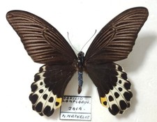 Papilio Lampsacus männlich -