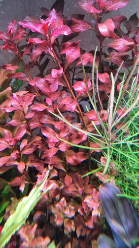 Stängel ludwigia rubin - ludwigia,