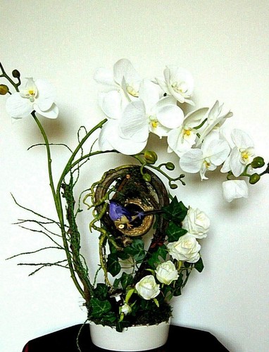 Sonderangebot orchidee - sonderangebot, !