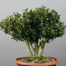 BS02111 Bonsai - Bux, Buxus sempervirens, Prebonsai / Yamadori /