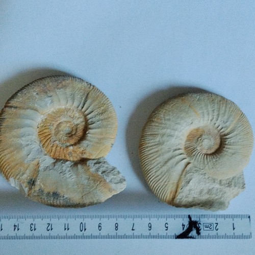 Ammonit tierfossil auf - 2x, ammonit-tierfossil