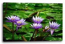 Wandbild Wasser-Lilien