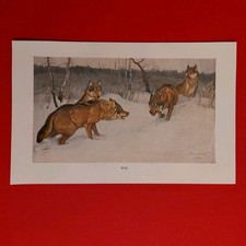 Orig.(1910)Farbige Bildtafel  WOLF 