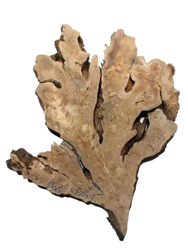 Oliven wurzelholz holz für - 1x,