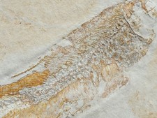 Tharsis dubius - Fisch - Malm - Plattenkalk - Solnhofen - alte Sammlung