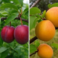 2in1 - Pflaumen VIKTORIA +