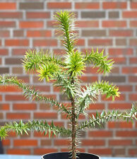 Chilenische Schmucktanne