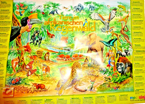 59x41 poster tiere - tiere, in