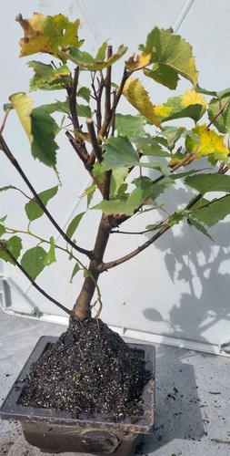 Bonsai birkenbaum - bonsai,,