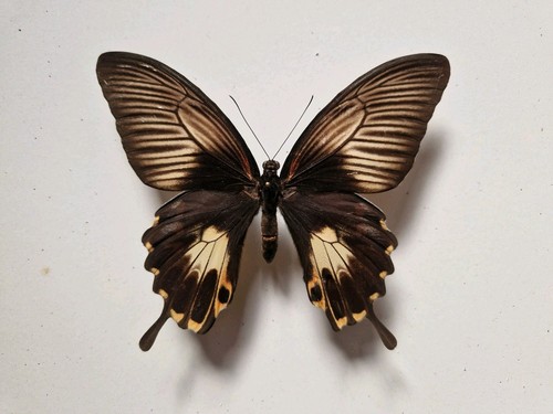 Papilio deiphobus deiphontes - papilio,