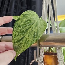 Efeutute Marble Queen Ableger